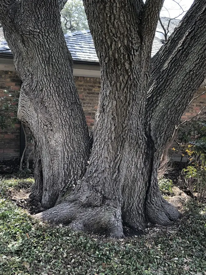 Mature heritage tree close to a Estelline property cared for by certified arborists